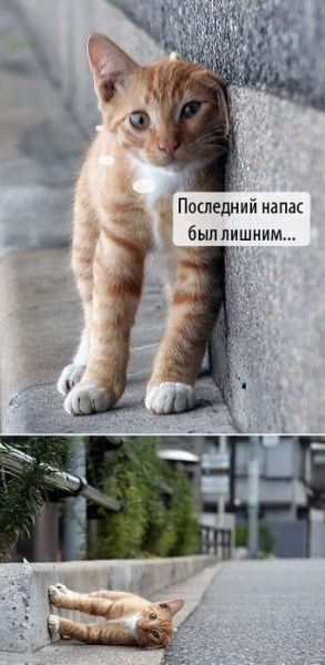Котэ2